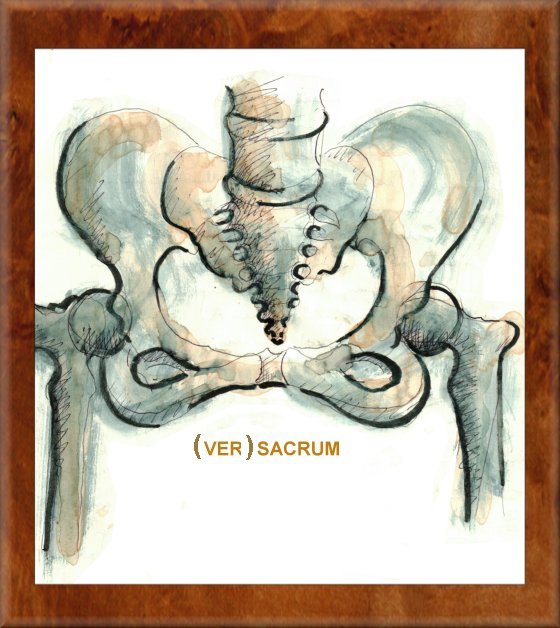 VER = Spring SACRUM is just that the TAIL BONE