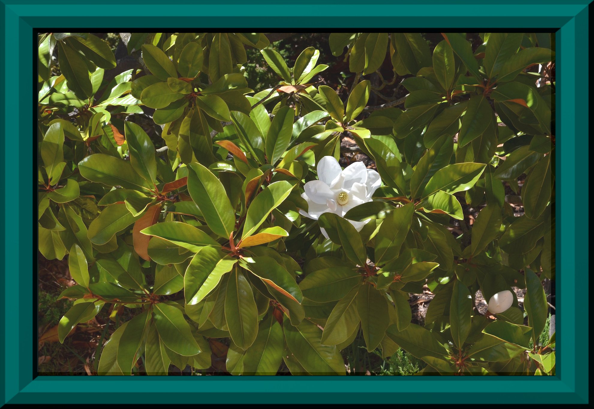 magnolia