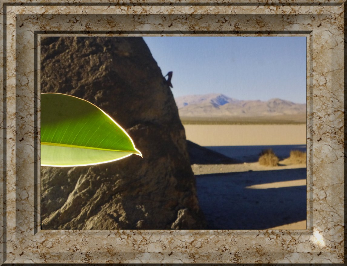 let the desert bloom