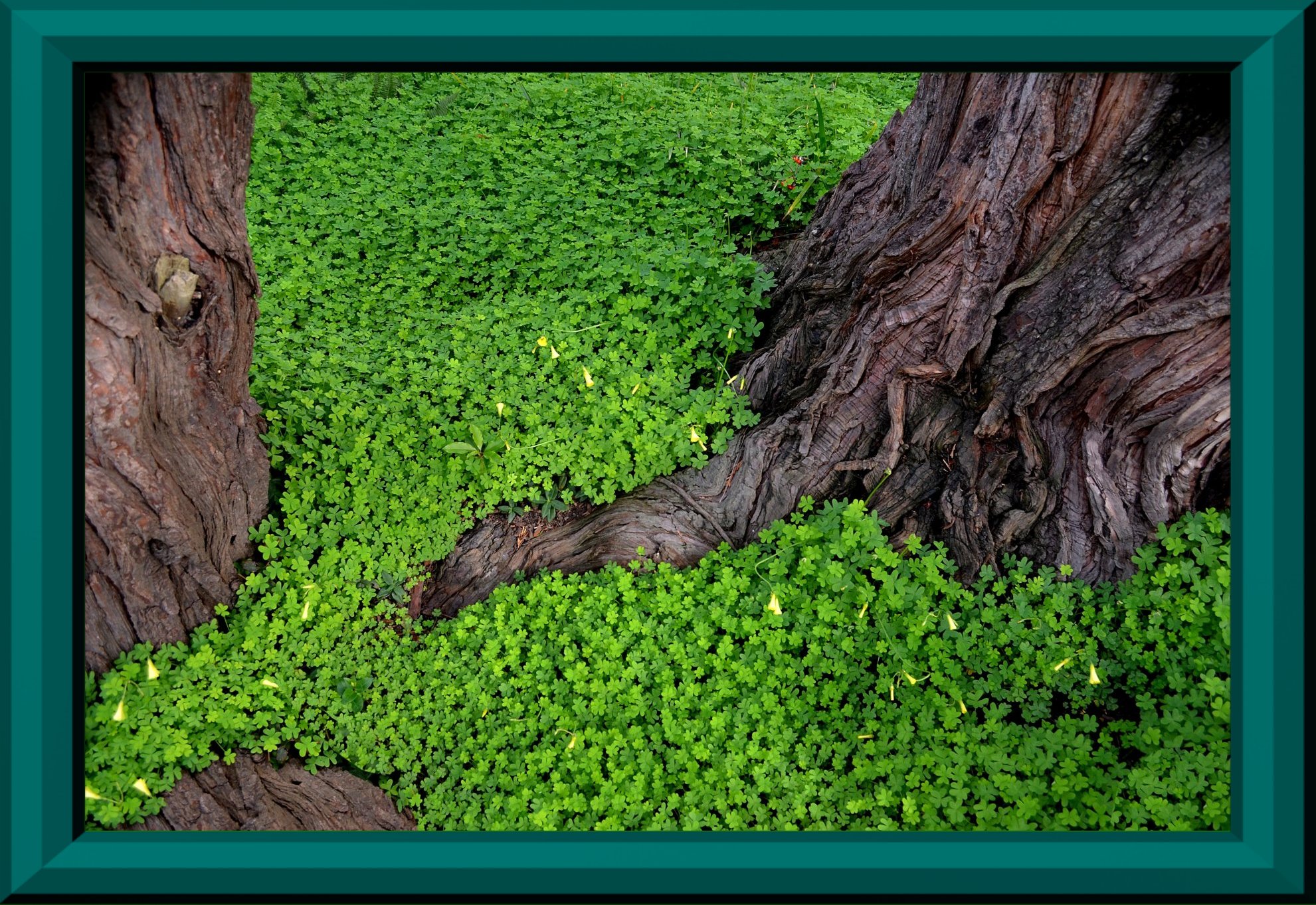 what is the tree up to?