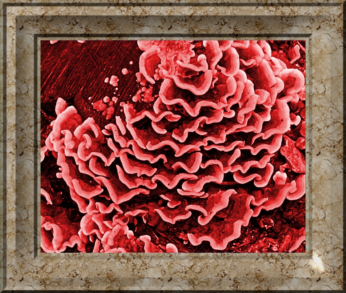mo fungus