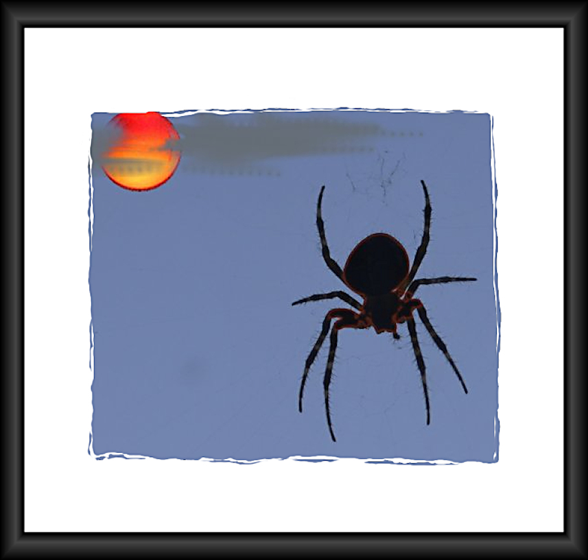 spider