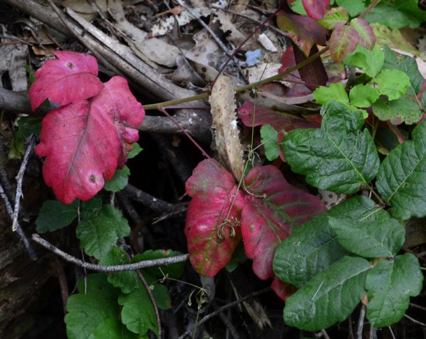 more poison oak