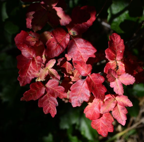 poison oak