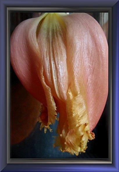 tulip