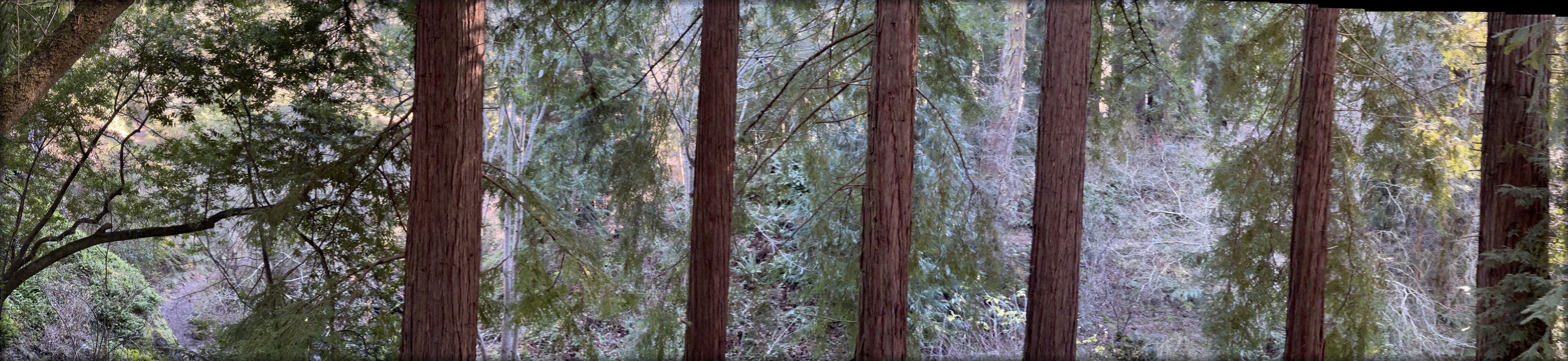 redwoods