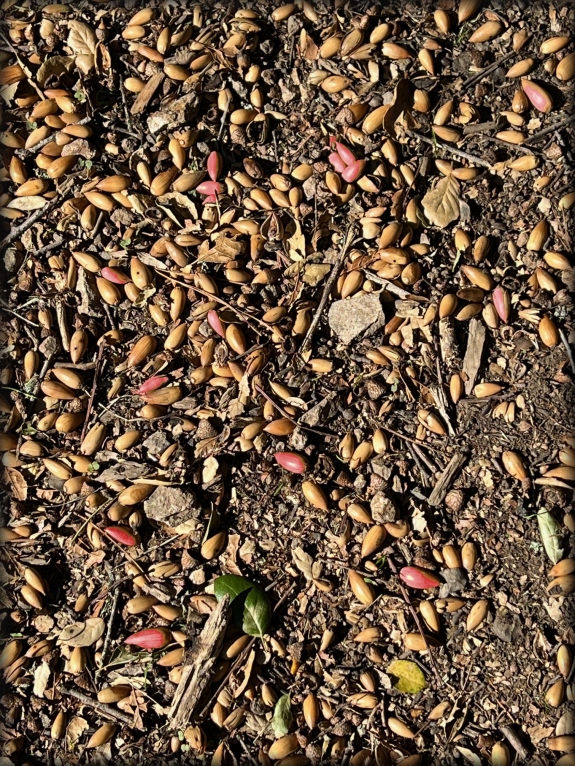 the seeds of discontent
