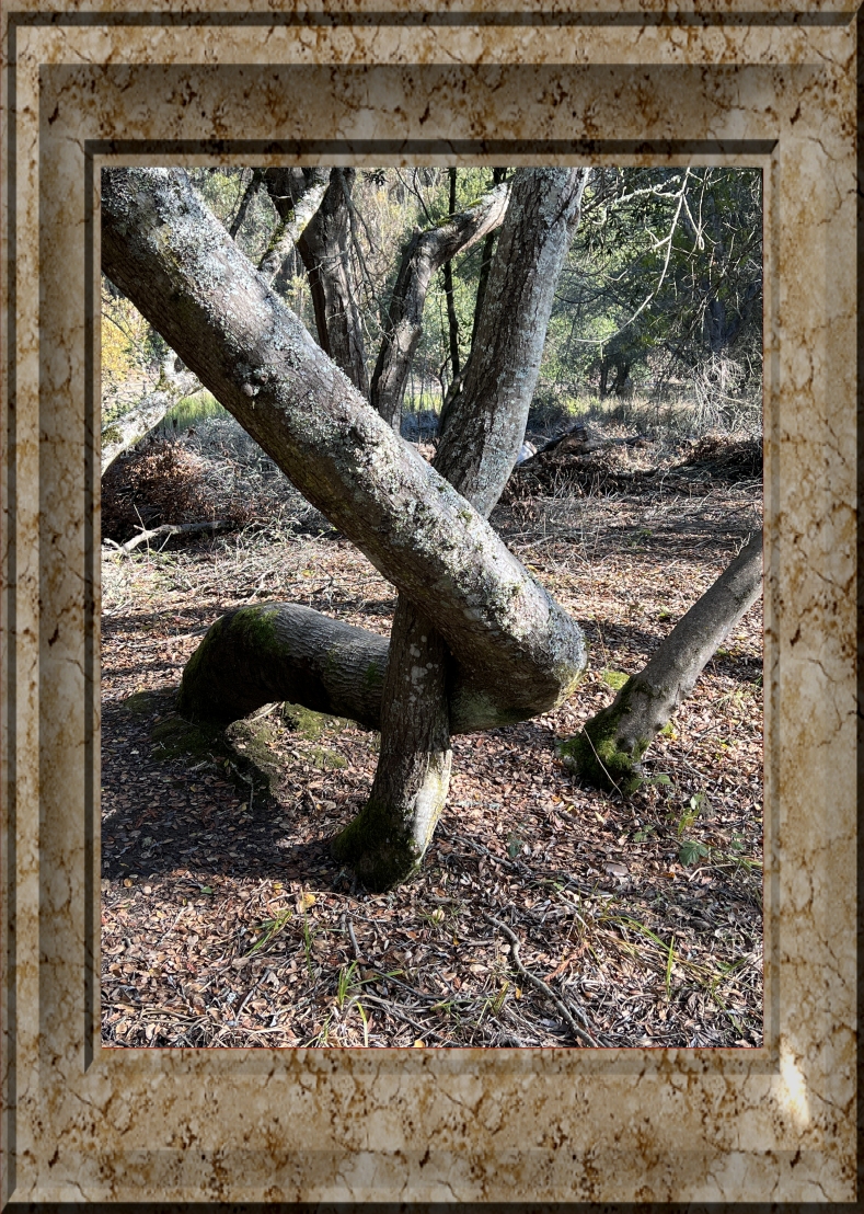 tree twosome