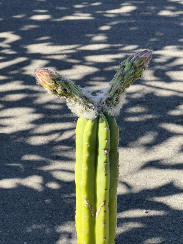 48