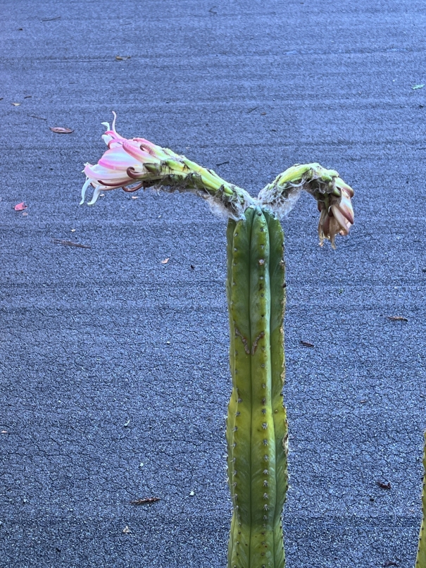 post bloom